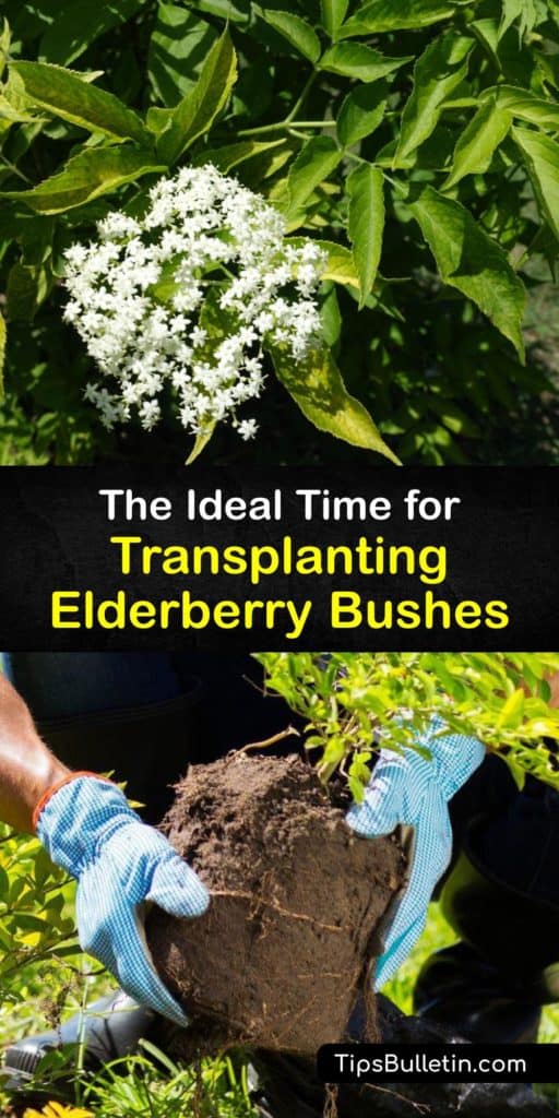 Learn how and when to transplant elderberry bushes through propagation. There are different types of elderberry plants, including the American elderberry (Sambucus canadensis) and European elderberry, and they are easy to regrow in the early spring. #when #transplant #elderberries
