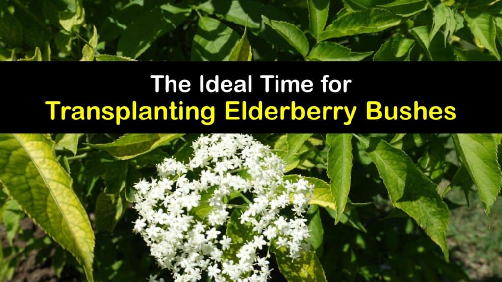 When to Transplant Elderberry Bushes titleimg1