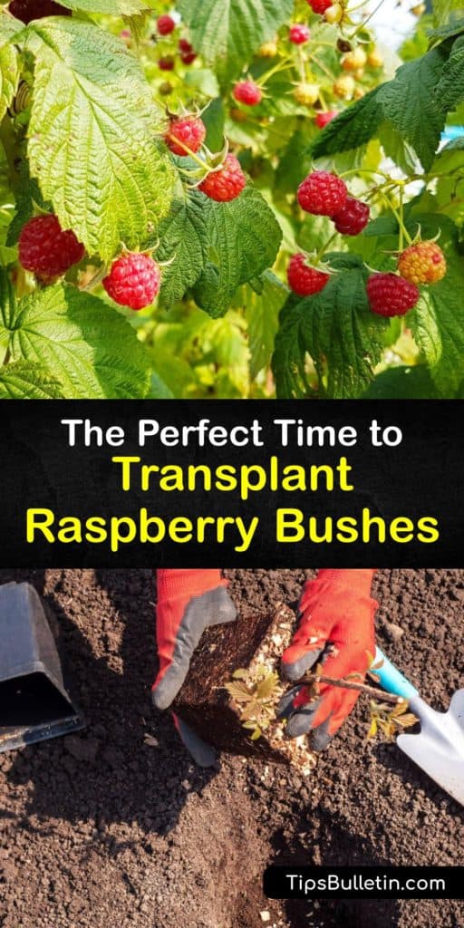 Everyone loves gorgeous red raspberries. Learn how to care for and transplant raspberries in your garden this season. This how-to guide for raspberry bushes has tips to transplant, mulch, and prune your fruiting raspberry canes for a huge harvest. #transplant #raspberry #bushes