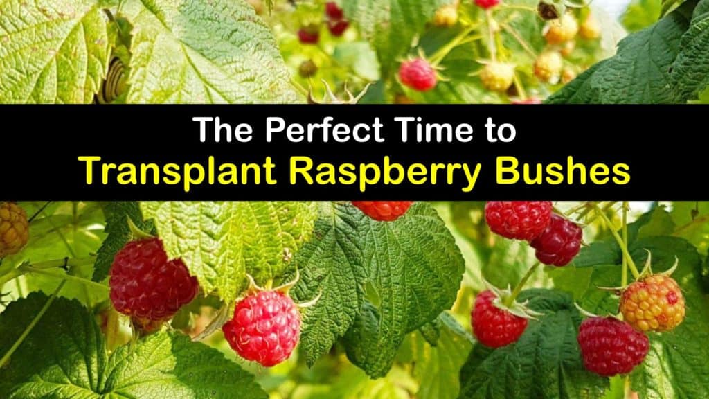 When to Transplant Raspberry Bushes titleimg1
