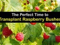 When to Transplant Raspberry Bushes titleimg1