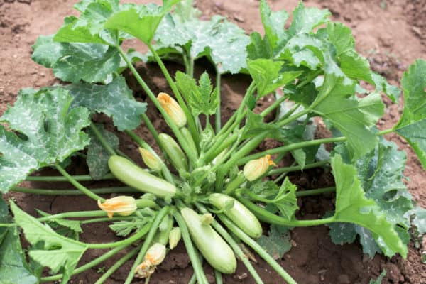 Zucchini is one of the most popular types of vegetables to grow.