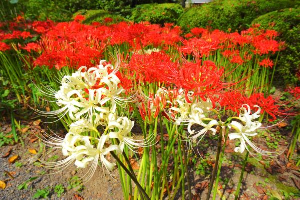 The amaryllis is a stunning flower that also serves as a mice-repellent plant.