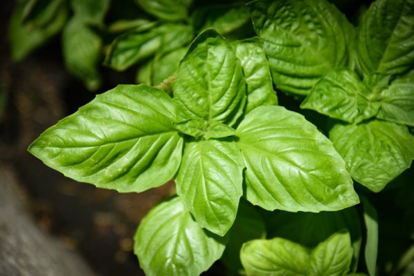 Basil is a wonderful addition to an herb garden or growing it as a companion.
