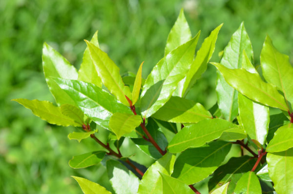 Bay leaves taste bitter to cockroaches so they avoid them.