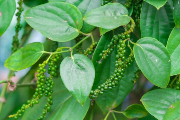 Black pepper thrives in tropical climates.