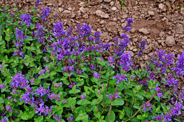 While cats love catnip, mice and rats hate it.