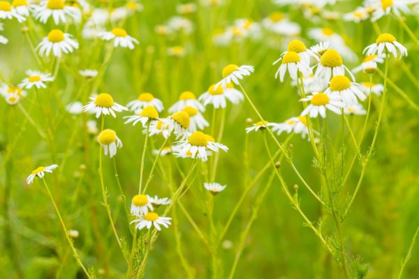 Chamomile draws beneficial pollinators to the garden.