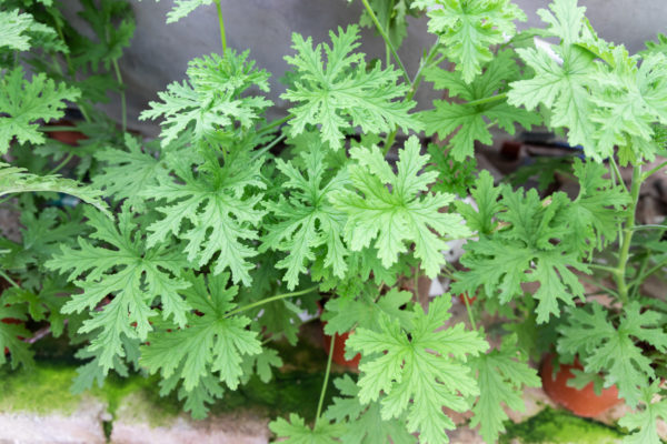 Citronella is a popular geranium family member that offers a citrusy smell roaches don't like.