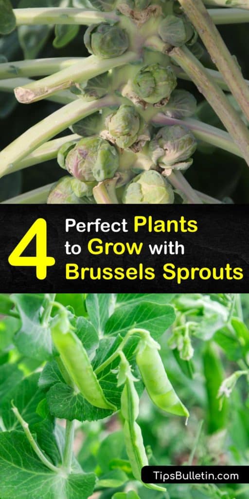 Discover the best companion plants and veggies to reduce pests like aphids and cabbage moths on your Brussels sprouts, and add nutrients to the soil. Nasturtiums, chamomile, pole beans, and radishes are excellent companions for members of the cabbage family. #companion #planting #brussels #sprouts