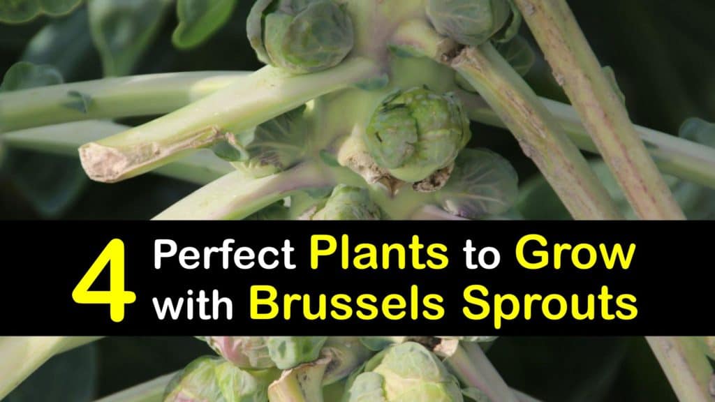 Companion Planting for Brussels Sprouts