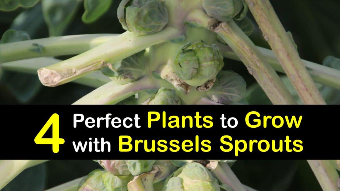 Companion Planting Plants to Grow with Brussels Sprouts