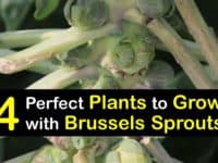 Companion Planting for Brussels Sprouts titleimg1