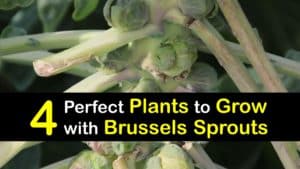 Companion Planting for Brussels Sprouts titleimg1