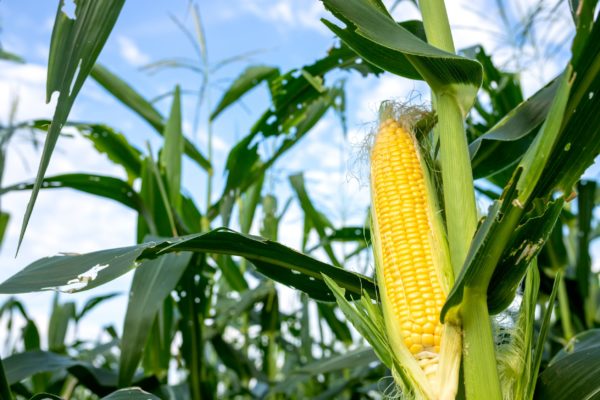 Corn is an excellent companion for pumpkins.