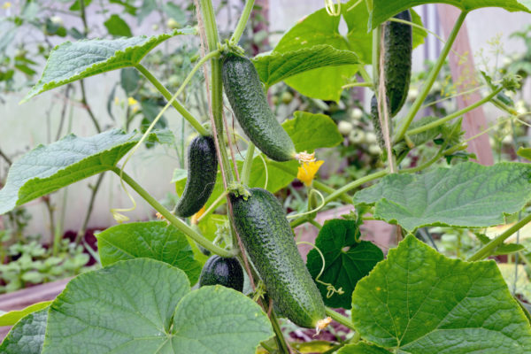 Surprisingly, cucumber plants repel cockroaches.