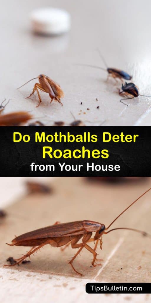 Like bed bugs, a cockroach infestation is a challenge. Learn how to achieve cockroach control by treating your roach infestation with moth balls, boric acid and more. Explore proven remedies for a cockroach infestation. #mothballs #repel #roaches