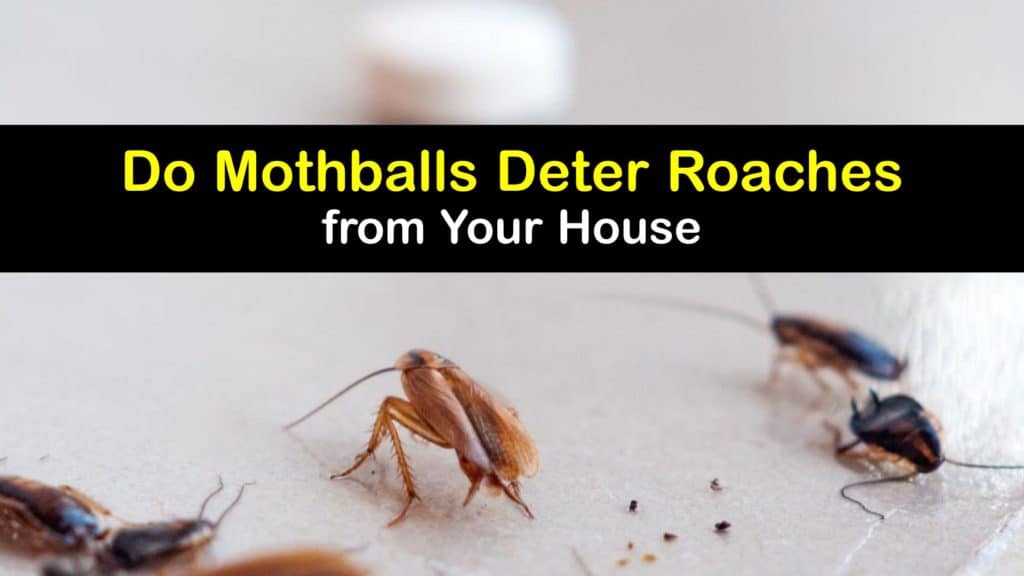 Deter Roaches with Mothballs - Do Mothballs Repel Roaches