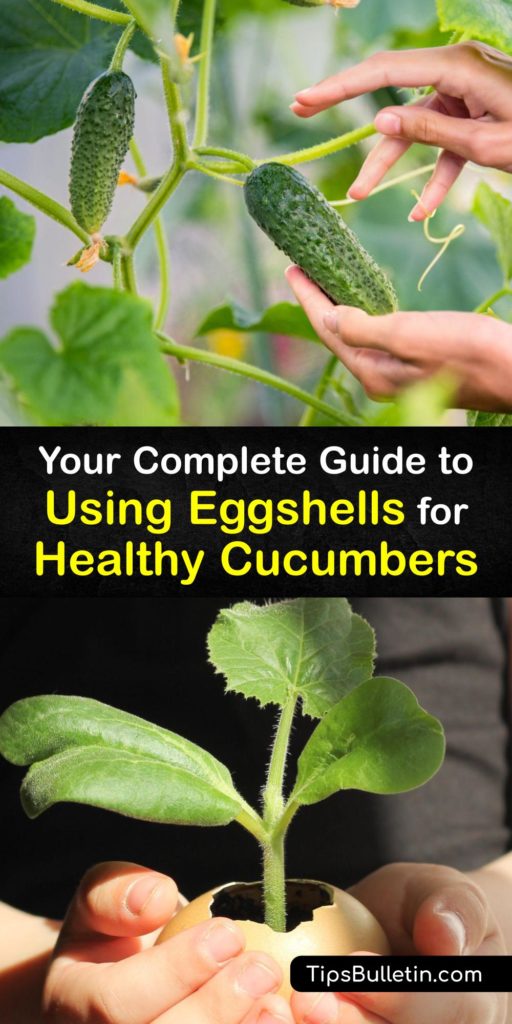 Cucumber plants can never have too much calcium and trace minerals. Discover how to enrich your soil and the health of your cucumber plant with crushed eggshells and coffee grounds. Learn how to use egg shells to benefit your garden this year. #eggshells #cucumber #plant #fertilizer