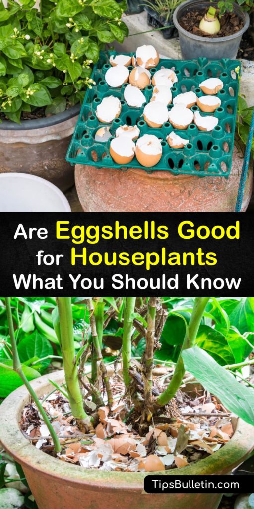 Discover ways to use a leftover eggshell to feed potted plants. If your houseplant lacks calcium, consider using eggshells as natural houseplant fertilizers by making an eggshell tea or working crushed eggshells into the soil. #eggshell #fertilizer #houseplants