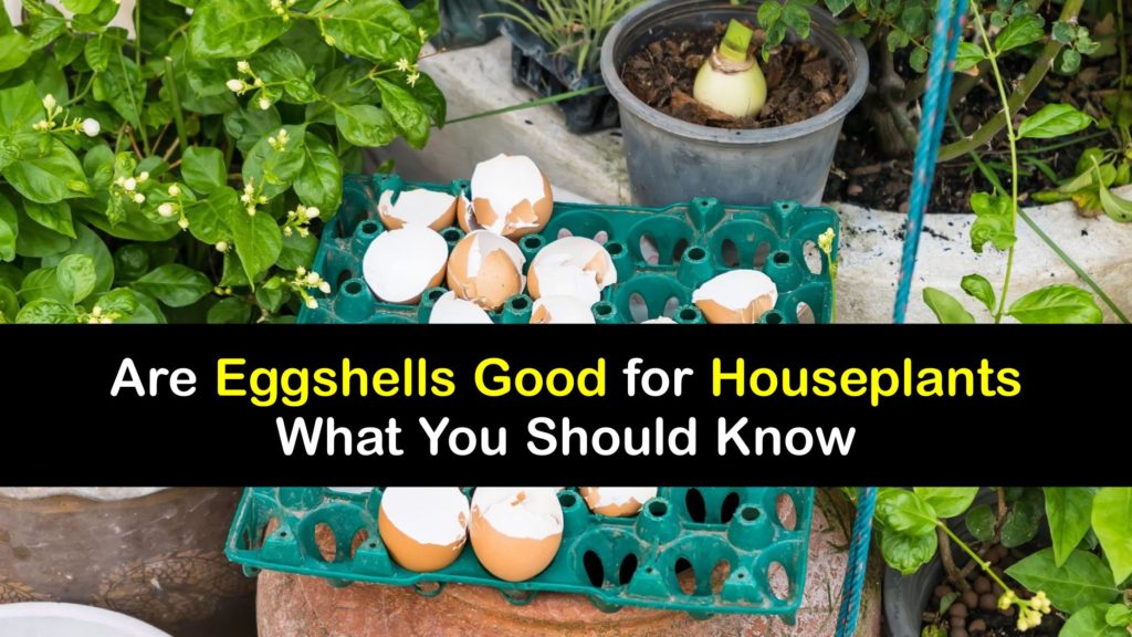 Eggshells for Houseplants titleimg1