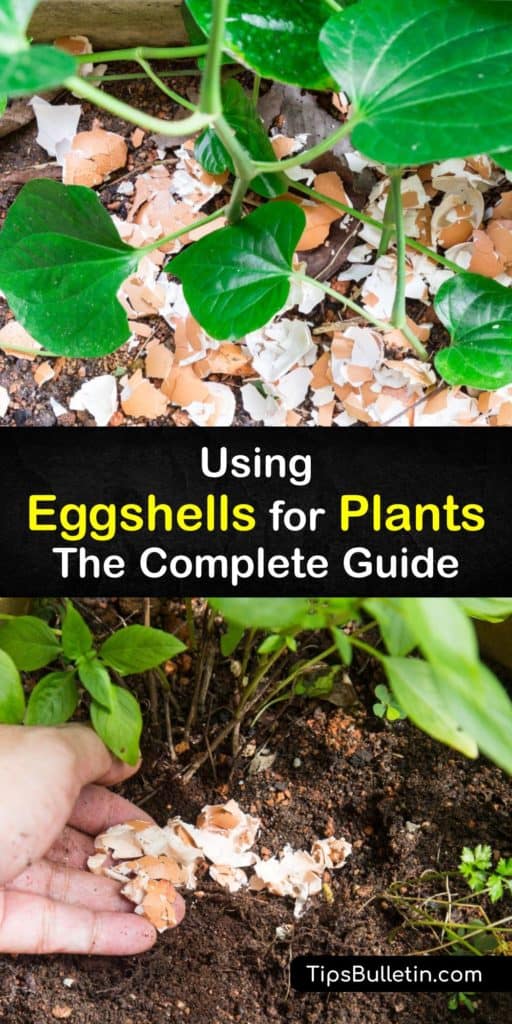 Crushed eggshells made into eggshell powder enrich the soil for potted plants and outdoor gardens alike. Egg shell waste can be upcycled into plant food for outdoor or indoor plants. Eggshell fertilizer is cheap and easy to use. #eggshells #plants