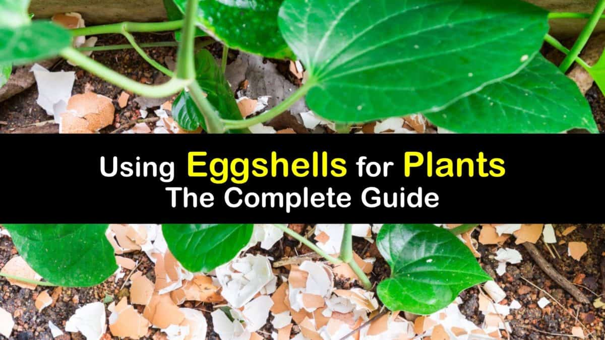 DIY Fertilizer Using Eggshells for Plants