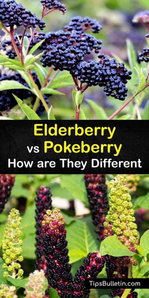 Compare the pokeberry (Phytolacca americana) and the elderberry (Sambucus canadensis and nigra). These black berries are used in herbal medicine and homesteading for health benefits. From elderberry syrup to elderflower wine, or a tincture, the elderberry has many uses. #elderberry #pokeberry