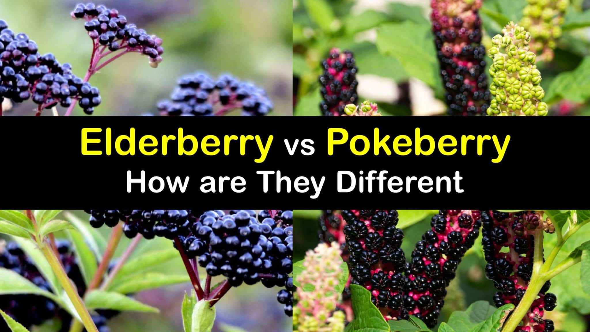 Differences between Elderberries and Pokeberries