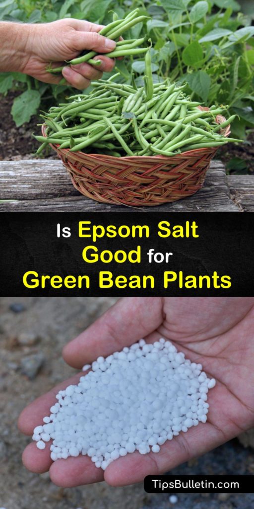 Using Epsom salt as fertilizer for green beans is the perfect way to address issues with magnesium deficiency in your garden. The leaves of bean plants turn yellow with green veins when they lack magnesium. Adding magnesium also helps with the flavor of your green beans. #epsom #salt #green #beans