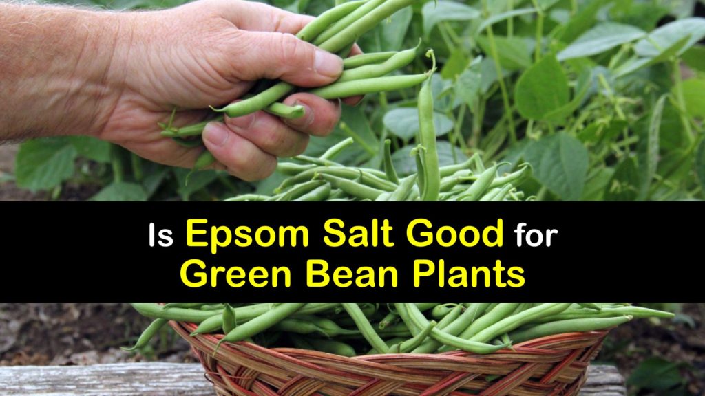 Epsom Salt for Green Beans titleimg1