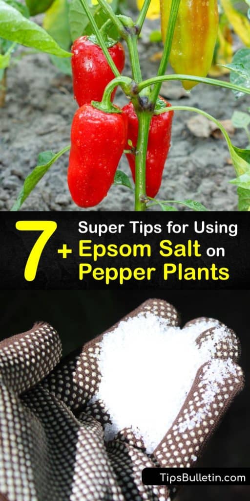 Apply Epsom salt or magnesium sulfate to your pepper plant to increase plant growth and treat pests or blossom end rot. Spraying or adding Epsom salt to the soil provides your plants with key nutrients so they stay healthy and produce more peppers. #epsom #salt #peppers