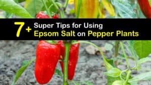 Epsom Salt for Peppers titleimg1