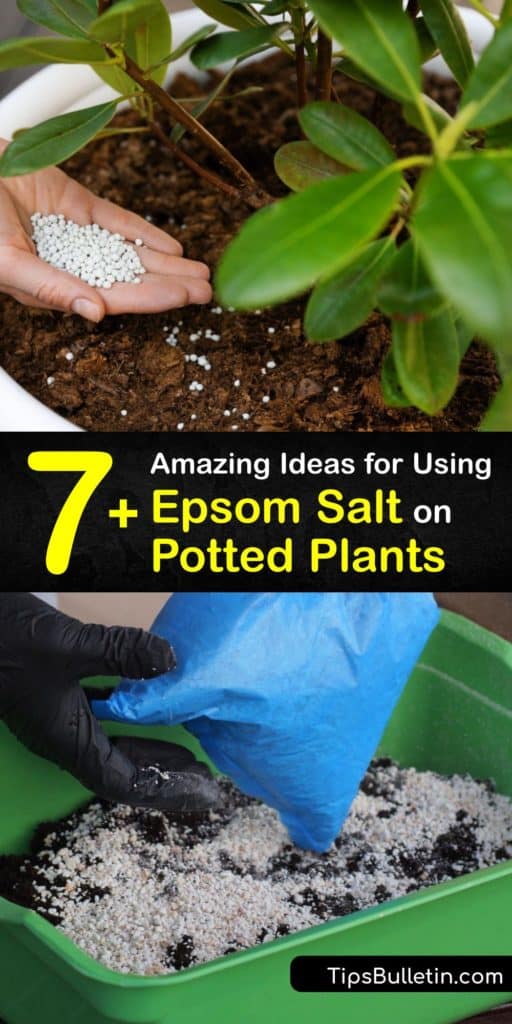 Gardeners wonder, is Ultra Epsom salt good for their indoor plant or palm trees? Epsom salts enrich the soil in a potted plant to address magnesium deficiency and promote plant growth. They also deter pests and have uses in the garden. #epsom #salt #potted #plants