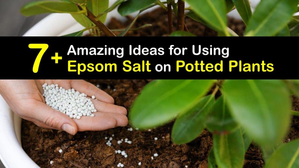 Epsom Salt for Potted Plants titleimg1