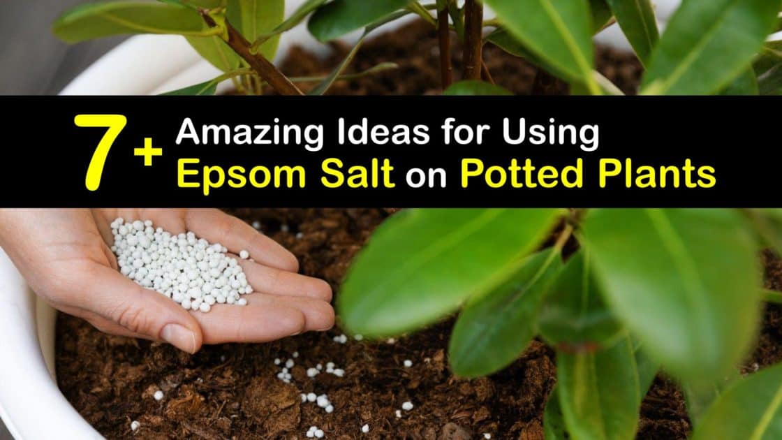 Brilliant Potted Plant Care Use Epsom Salt on Your Potted Plants