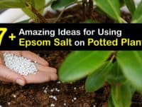 Epsom Salt for Potted Plants titleimg1