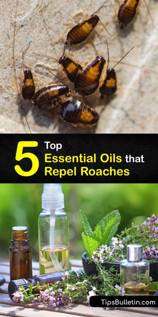 Learn how to use essential oils to repel roaches and keep your home insect-free. Cockroaches avoid areas where you apply essential oils, and it’s easy to make a natural cockroach repellent with peppermint oil, eucalyptus oil, and rosemary oil. #essential #oils #repel #roaches 