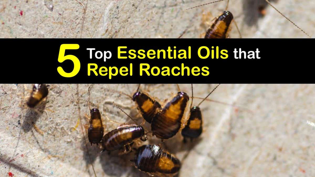 Natural Roach Repellent Essential Oils to Deter Cockroaches