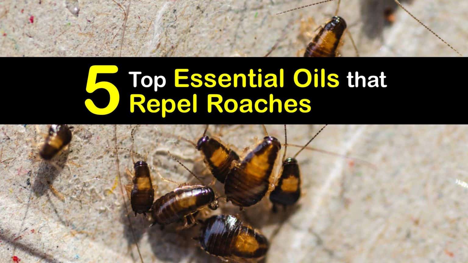 Natural Roach Repellent Essential Oils to Deter Cockroaches