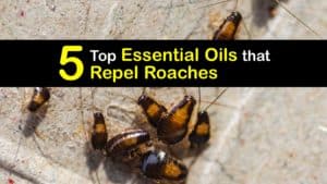Essential Oils that Repel Roaches titleimg1