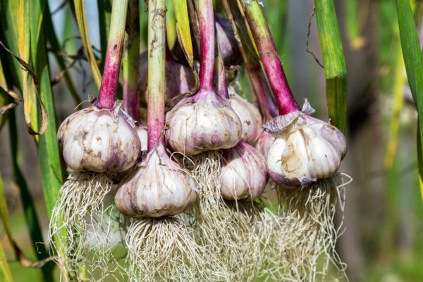 Garlic repels all kinds of pests, from mice to aphids.