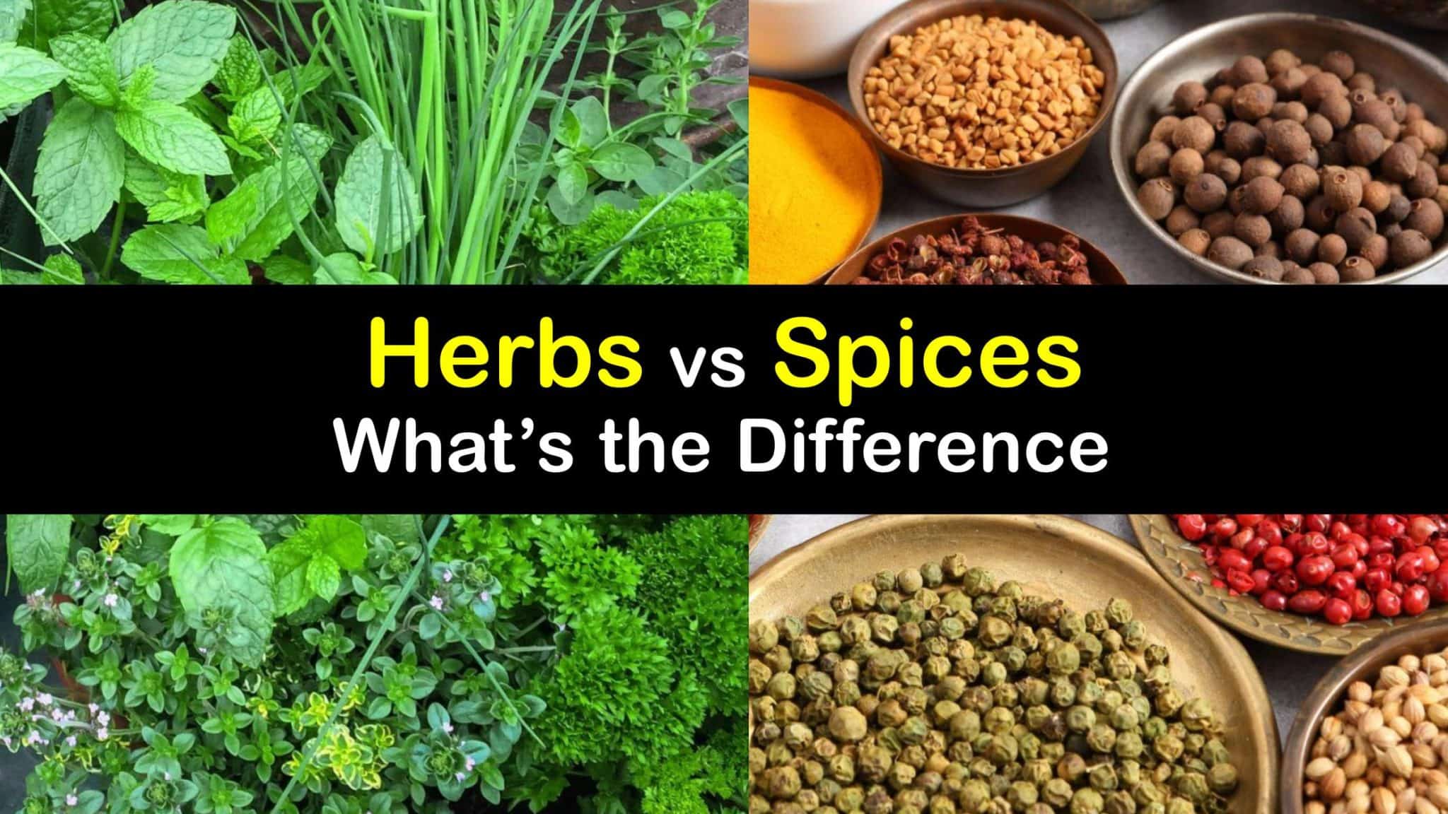 Differences between Herbs and Spices