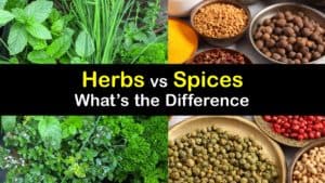 Herbs vs Spices titleimg1