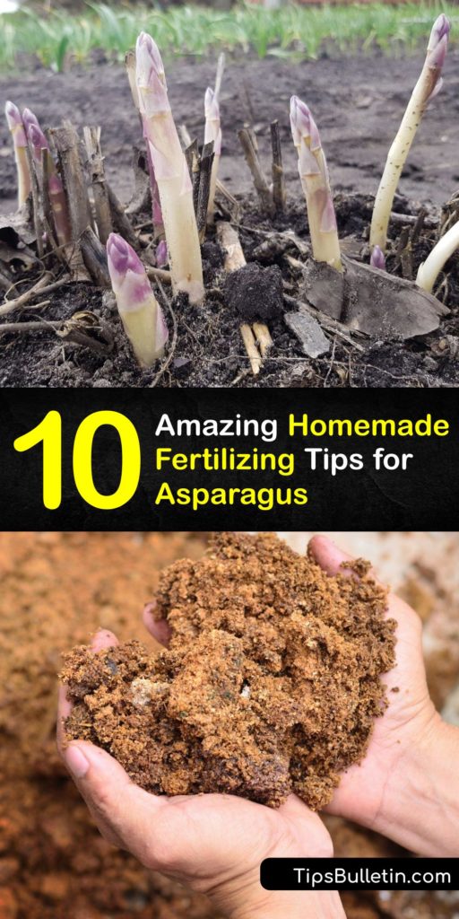Learn how to use homemade asparagus fertilizer to feed your garden while growing asparagus. An asparagus plant needs a mildly alkaline soil pH, and the best fertilizer for your plant depends on your soil type. #homemade #fertilizer #asparagus