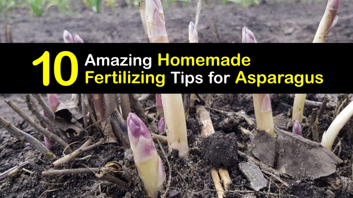 Awesome Asparagus Fertilizers DIY Organic Asparagus Food