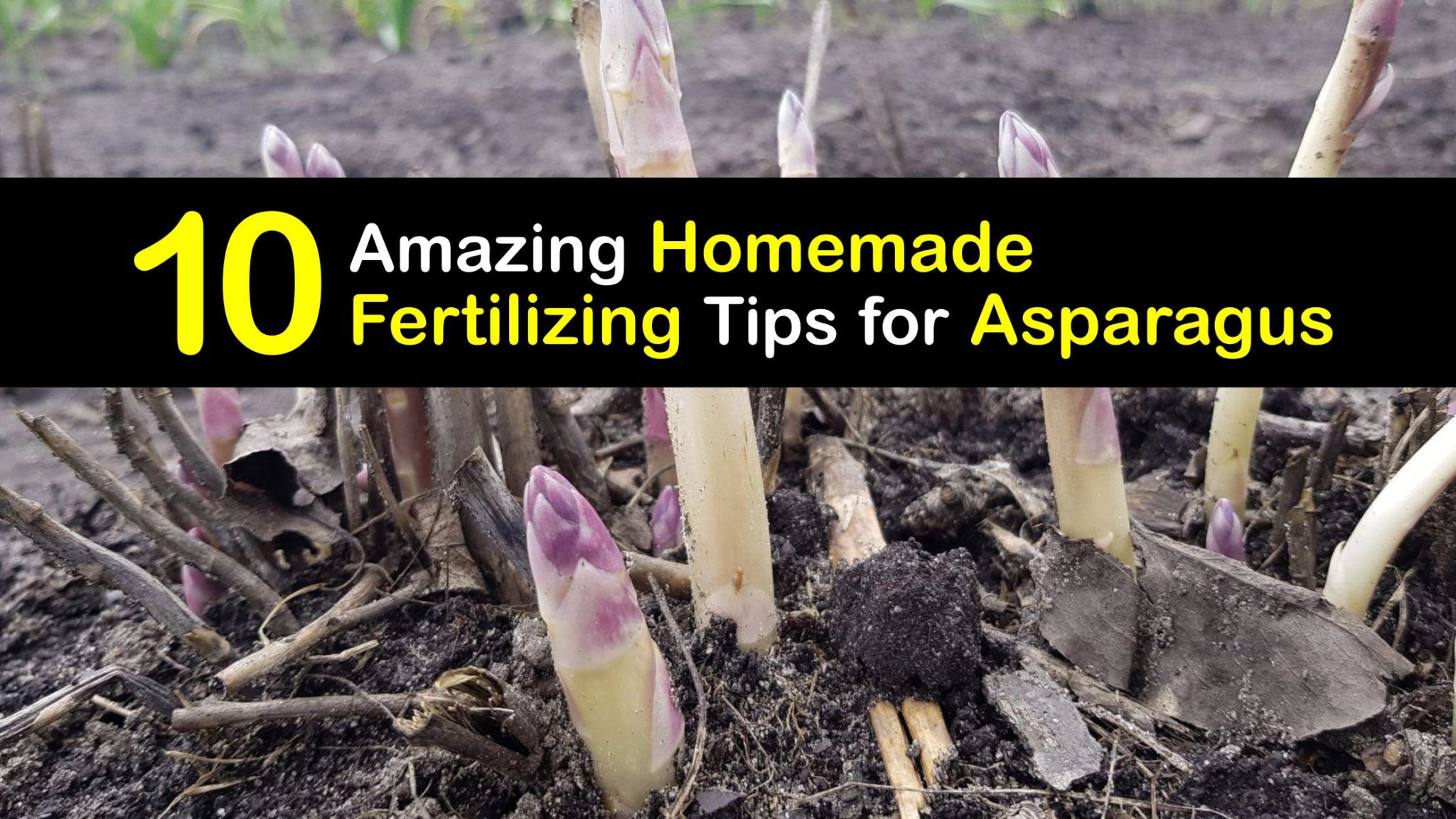 Awesome Asparagus Fertilizers DIY Organic Asparagus Food