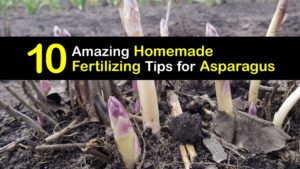 Homemade Fertilizer for Asparagus titleimg1