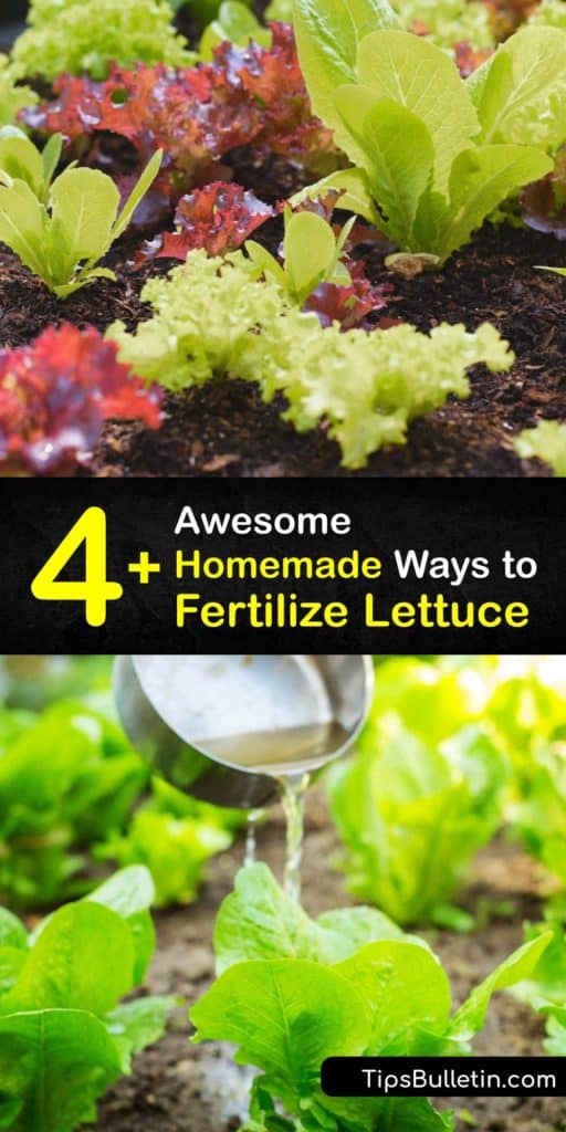 Growing lettuce without chemical fertilizer is easy. Learn about natural fertilizer for potted plants and tips for the best plant food for hydroponic lettuce. This step-by-step fertilizer guide will have you growing luscious green lettuce all season long. #homemade #fertilizer #lettuce