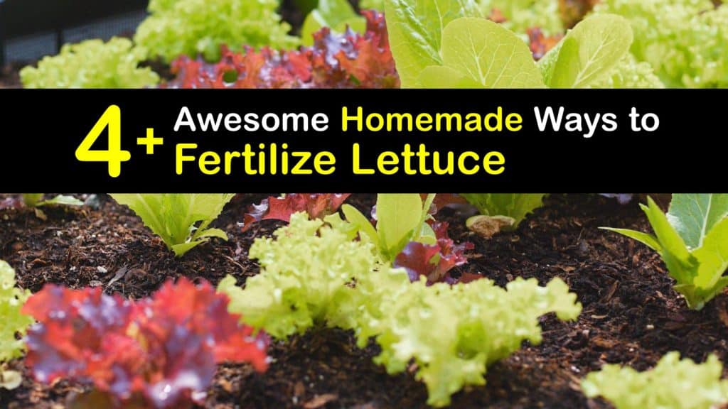 Homemade Fertilizer for Lettuce titleimg1